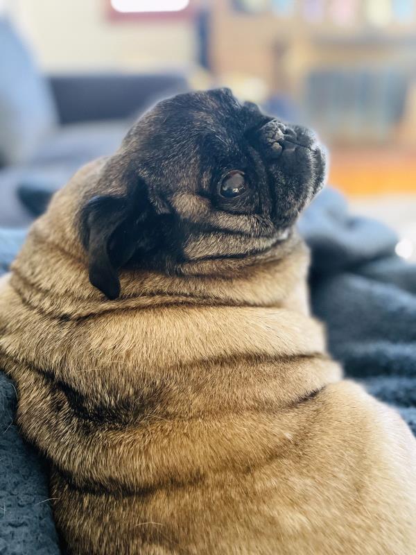 /images/uploads/pug nation rescue of los angeles/pugnation2024/entries/30771thumb.jpg